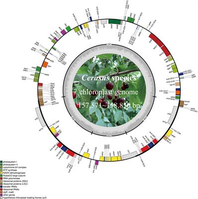 Evolutionary and phylogenetic analyses of 11 Cerasus species based on the complete chloroplast genome